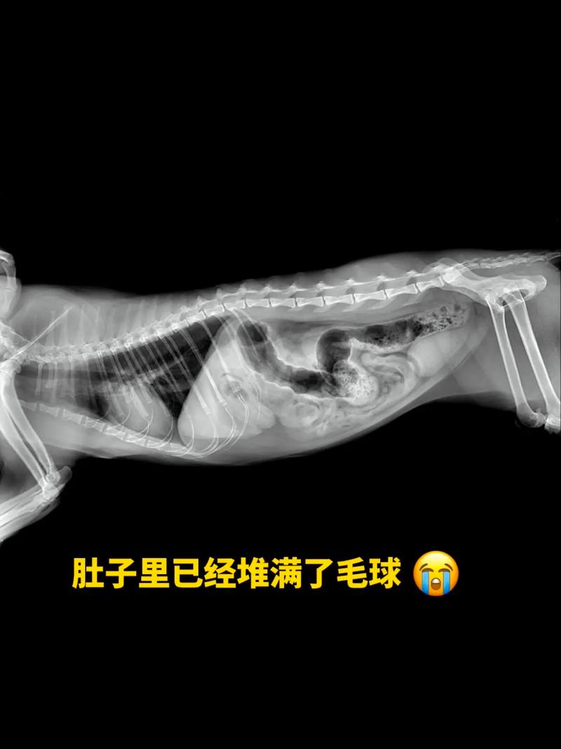 猫咪大便中为何会带毛？揭秘毛球的秘密