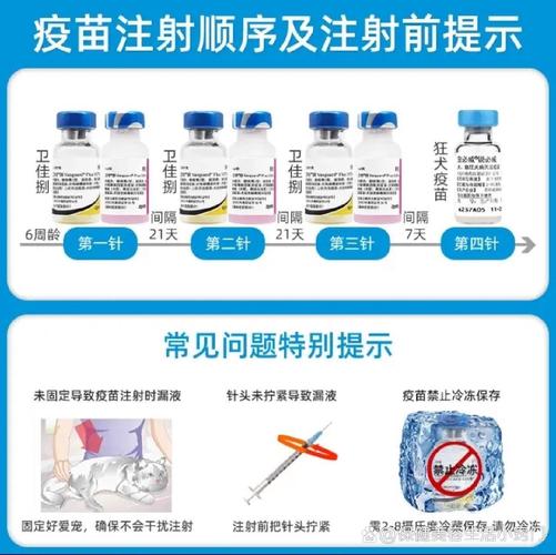 猫咪疫苗，了解正确注射方法