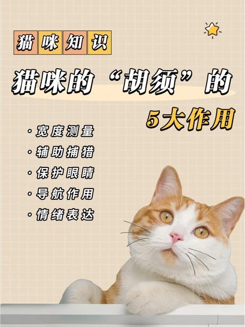 猫咪的胡须，隐藏在毛茸茸外表下的秘密武器