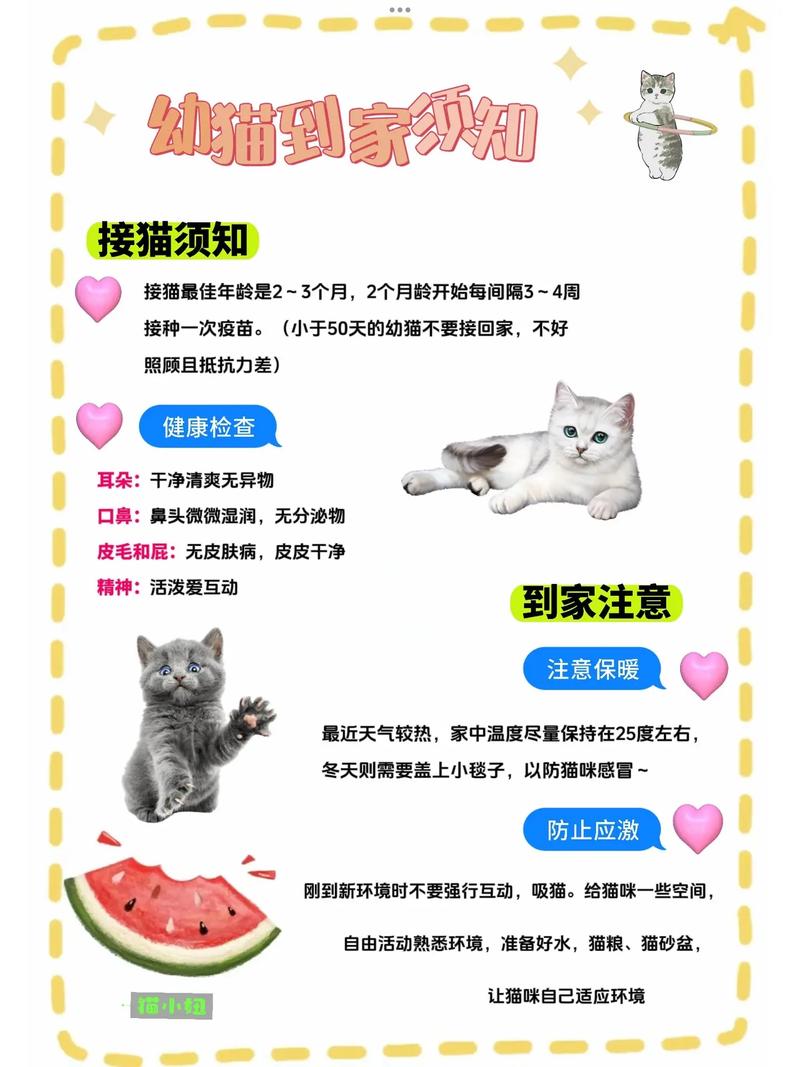 给猫咪补养，如何通过科学饮食恢复它们的活力