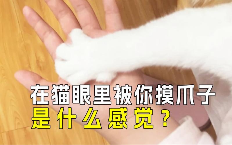 猫咪脚下的秘密，为什么我总是踩到它们的脚趾