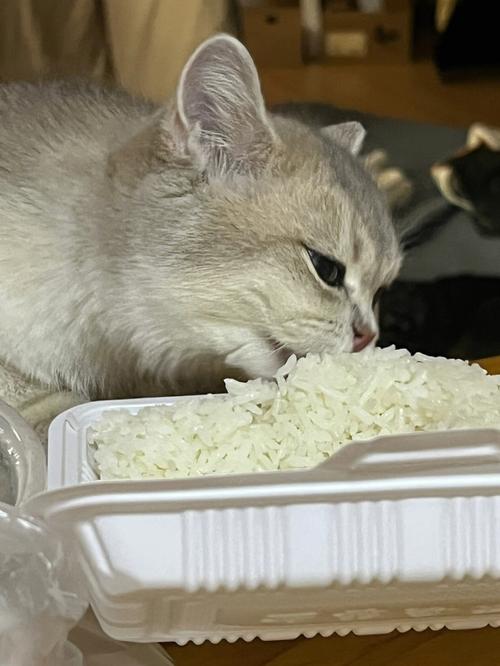 猫咪能吃白饭吗？揭秘猫的饮食习惯