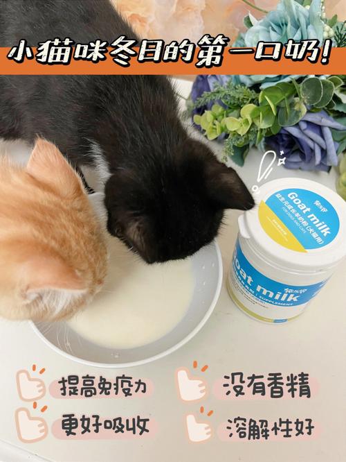 解密猫咪乳糖不耐症，如何为你的小奶猫选择合适的饮食