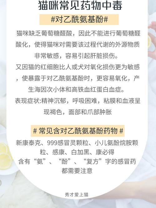 猫咪赖氨酸过量，了解与预防的必要性