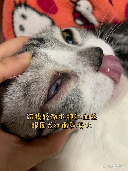 猫咪的健康警钟，长肿瘤与流脓的警示