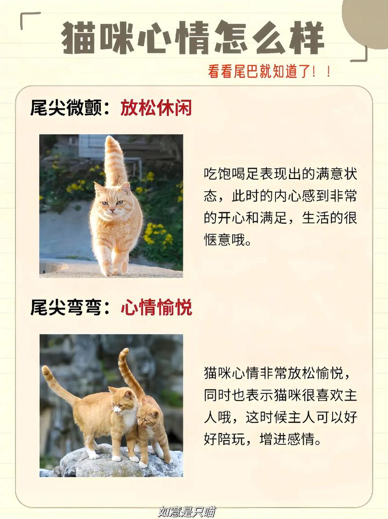 猫咪的优雅之道，如何安全有效地剪短尾巴