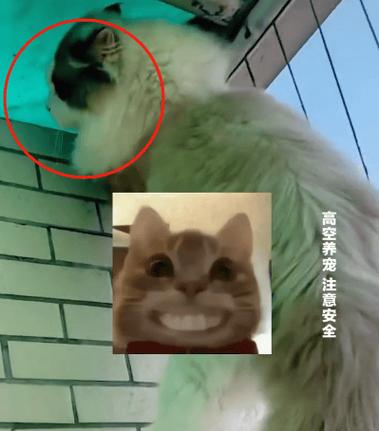 猫咪APP提示病毒？真相与防范方法