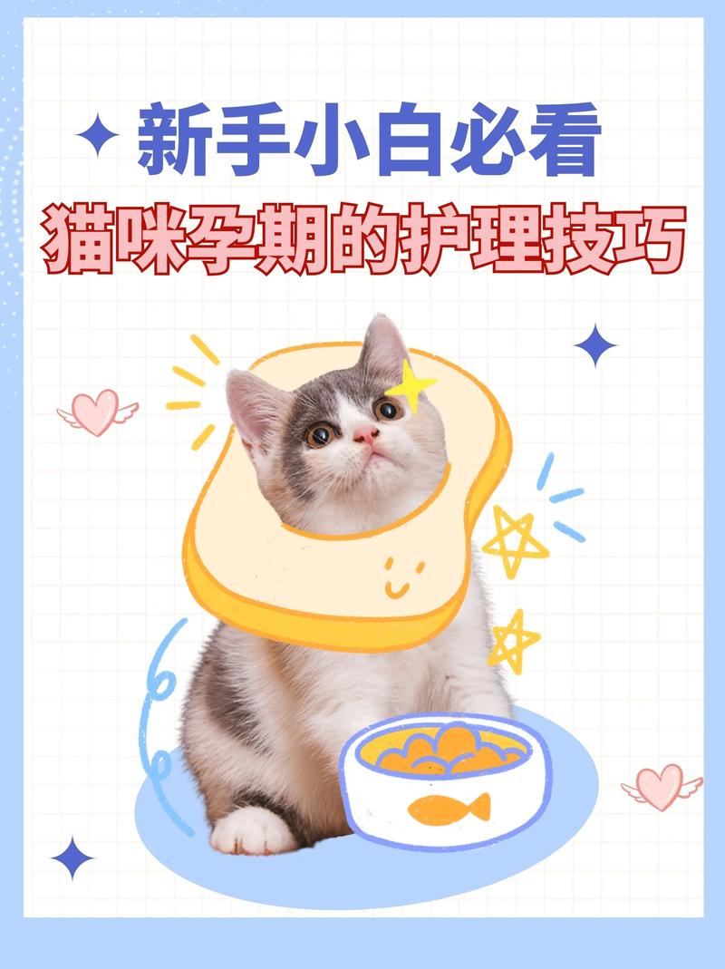 如何科学有效防止猫咪怀孕