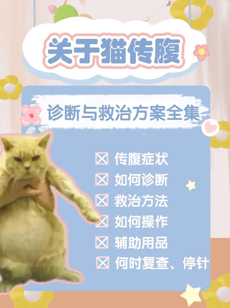 神秘的猫咪传腹病，一种影响爱宠健康的隐形杀手