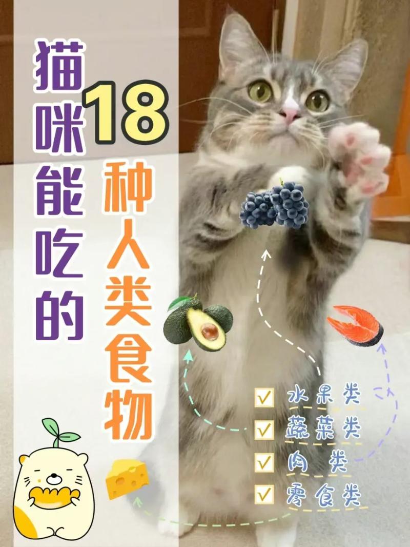 猫咪的美食清单，揭秘它们最爱吃什么