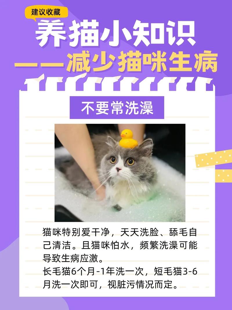 温馨时刻，为爱猫进行健康护理