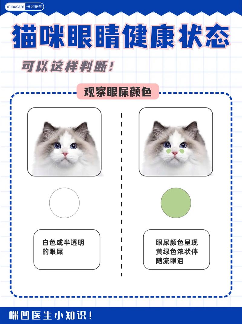 猫咪眼屎过多，你了解原因并懂得如何正确护理吗？