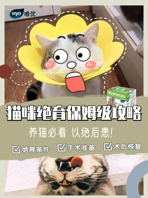 猫咪绝育的最佳时机与重要性