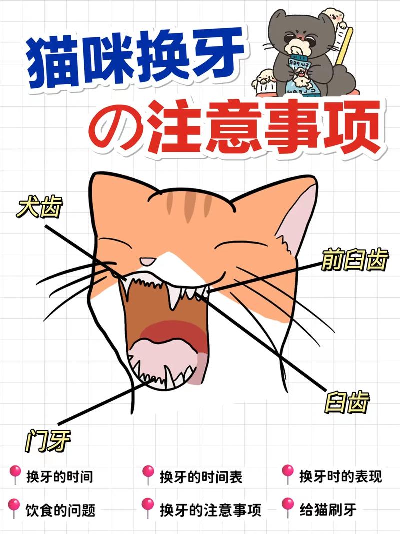 猫眼中的歪牙——探究猫咪牙齿错位的秘密