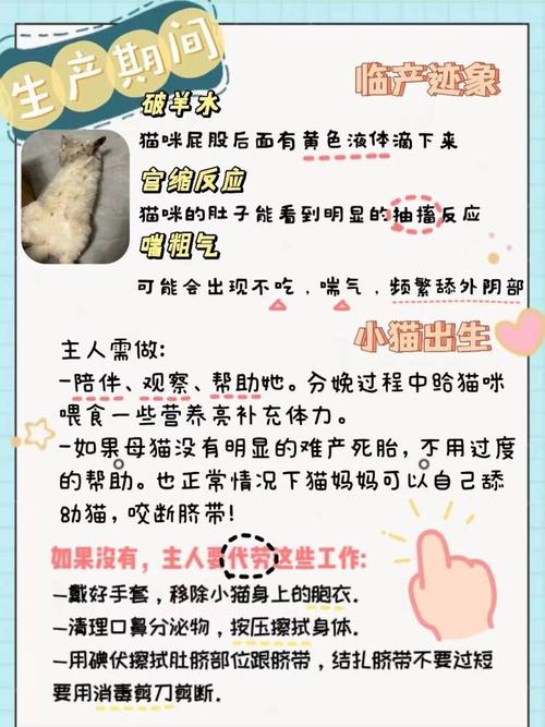 孕期猫咪洗澡——呵护宠物还是过度照料？