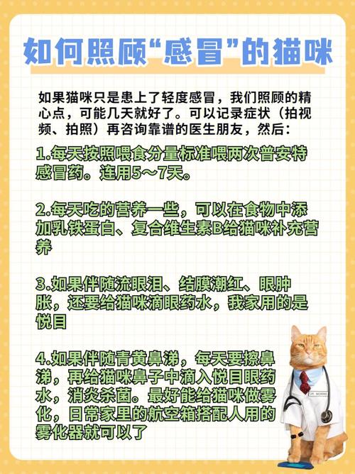 猫咪感冒？如何正确服用药物