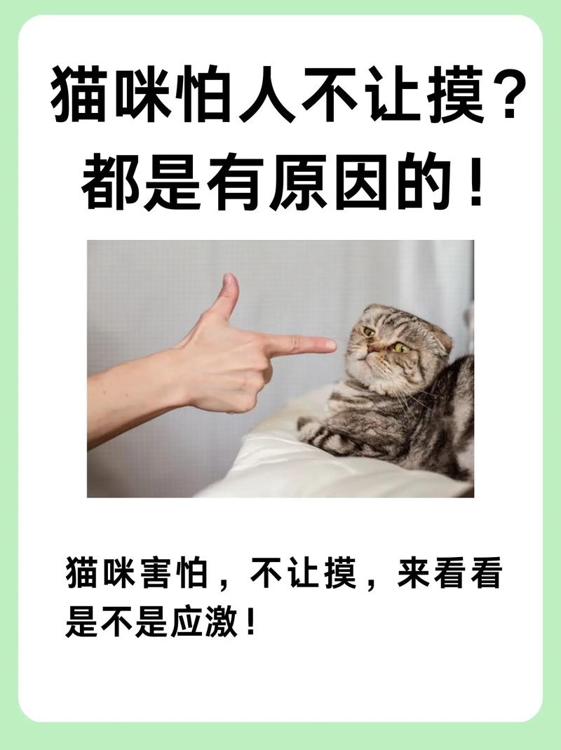 猫咪为什么总是拒绝让你摸它？