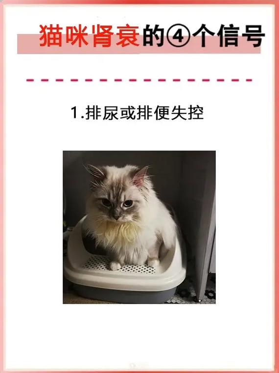 猫咪肾脏衰竭，了解症状与护理方法