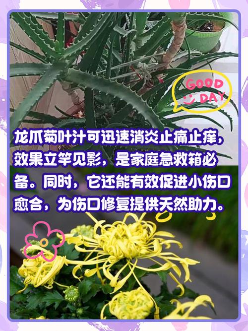 猫咪的菊花盛宴——探索宠物习性的奥秘