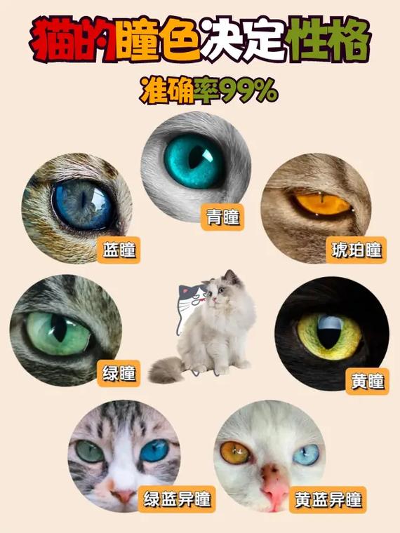 揭秘猫咪瞳孔的秘密——永不改变的奥秘