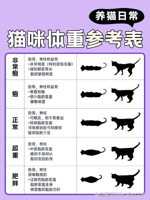 猫咪正常排尿，了解猫咪健康的重要指标