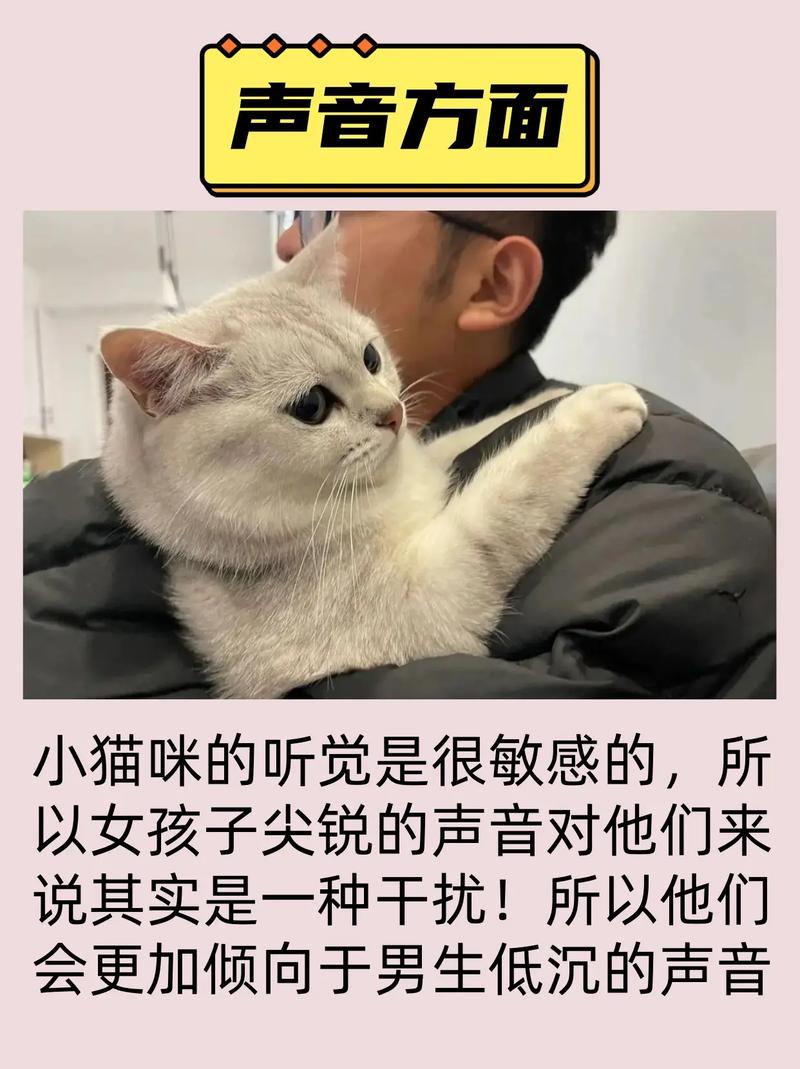 猫咪突然不动的秘密，一次关于爱与守护的故事