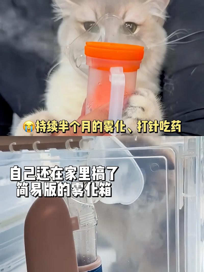 猫咪感冒了吗？如何判断和应对猫咪拉稀流鼻涕？