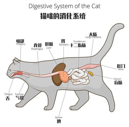 揭秘猫咪神秘宝藏，探寻猫咪肛门的位置