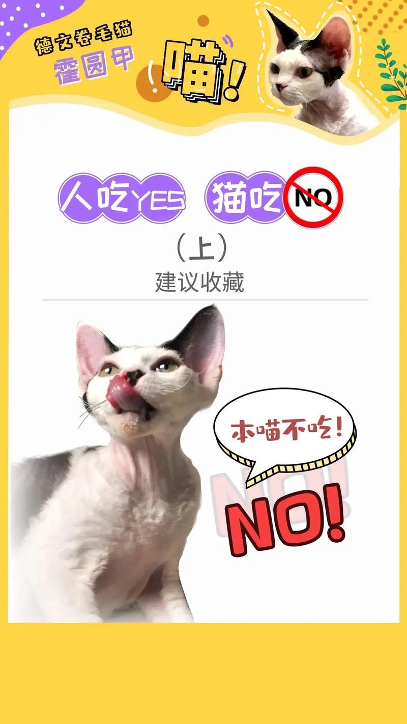 猫咪最近不爱吃的秘密，如何调整饮食以满足它的需求