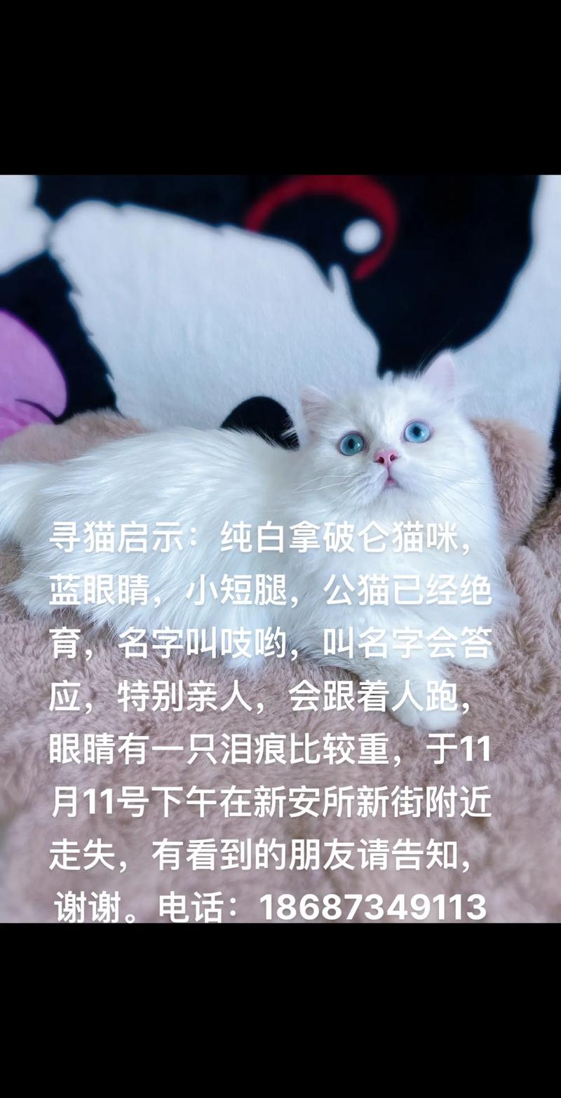 喵踪难觅，寻找丢失的小猫咪