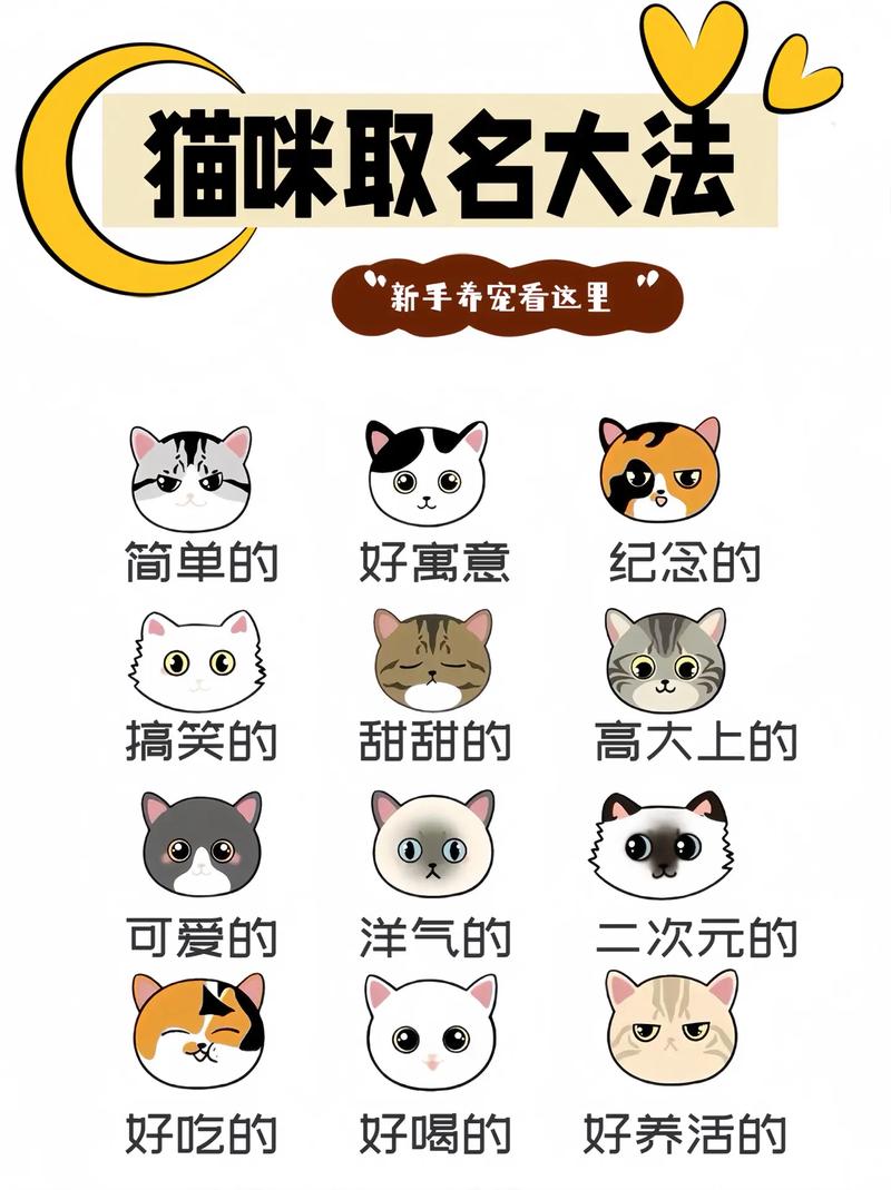 揭秘猫咪霸气名字大全，让你的毛孩子闪耀全场