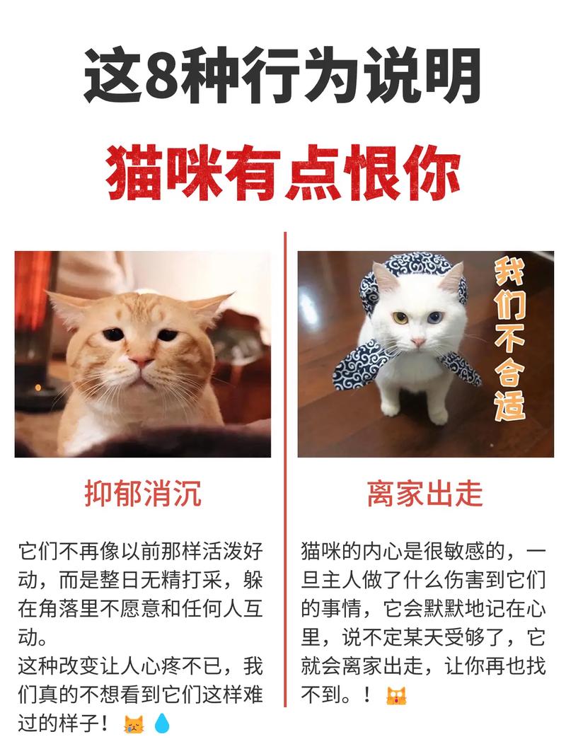 猫咪的误解，揭秘为何它们看起来如此危险