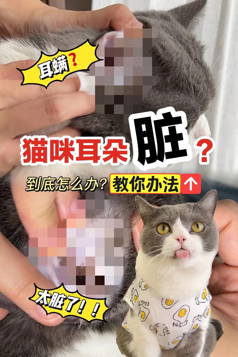 猫咪耳朵如何清洗，呵护毛孩的耳道健康