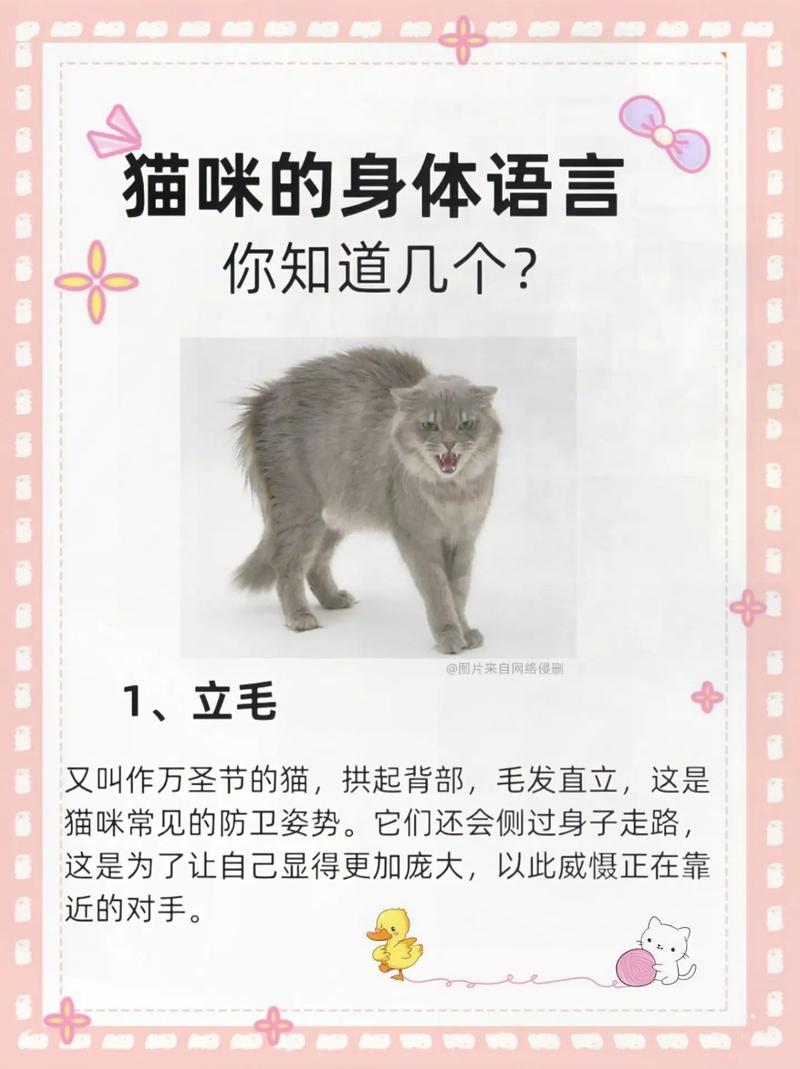 猫咪沟通的秘密，解锁与宠物间的独特语言