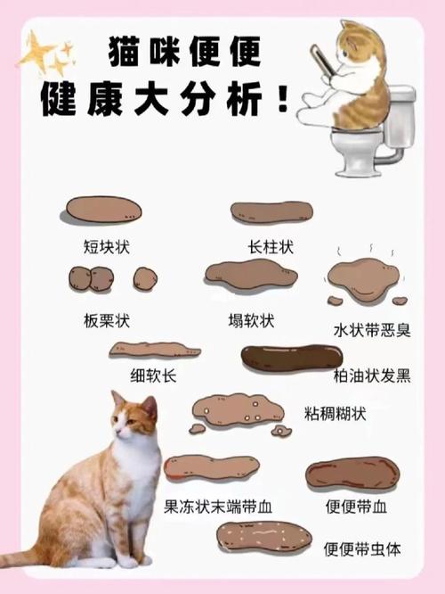 猫咪日常排尿量，了解猫咪尿量的健康信号