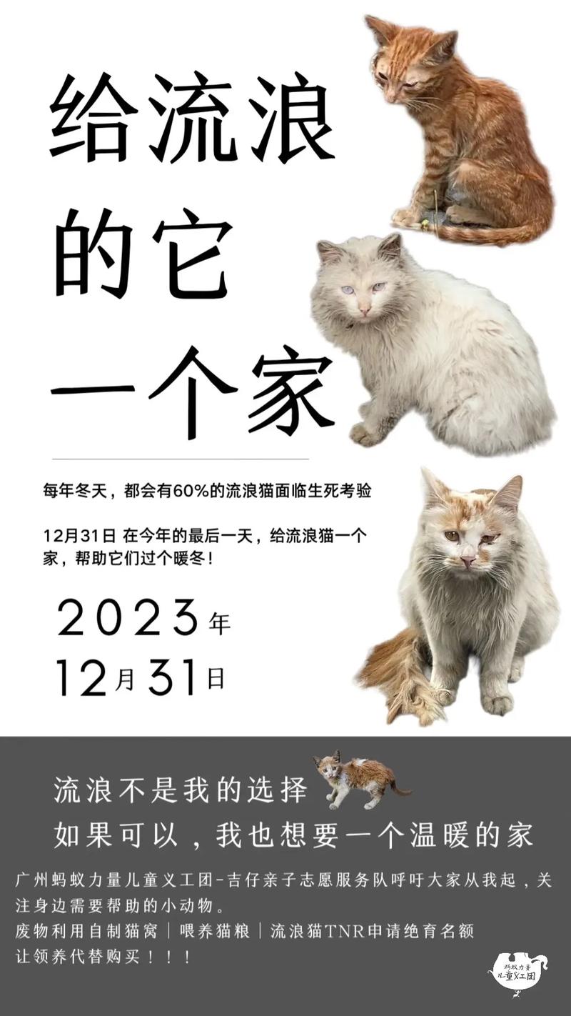 温暖之光——与流浪猫咪共筑爱的家园