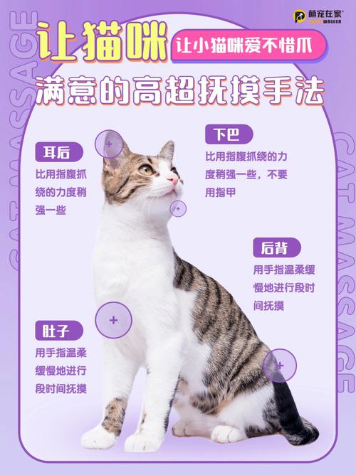 猫咪为何总爱蹭人？揭秘它们的爱抚动机