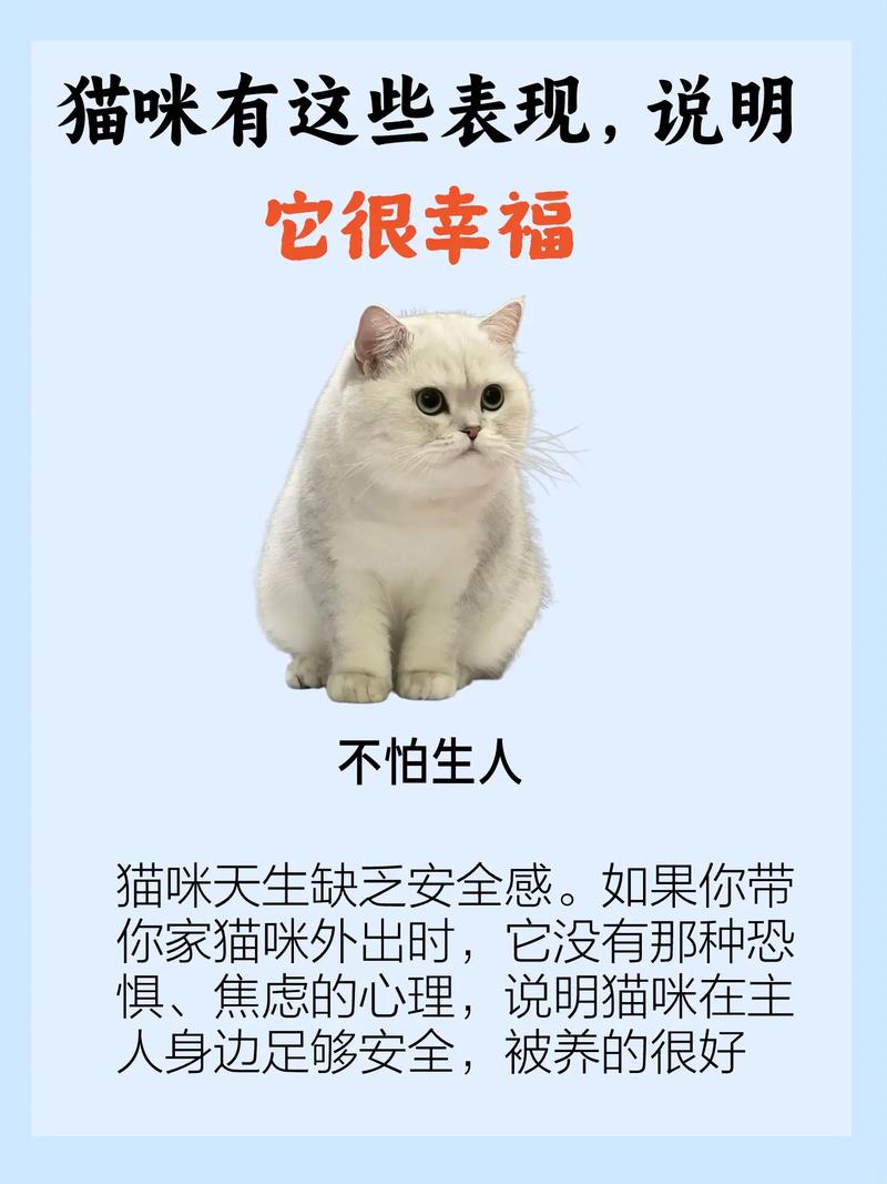 从惧到爱，我和我的小猫之间的转变