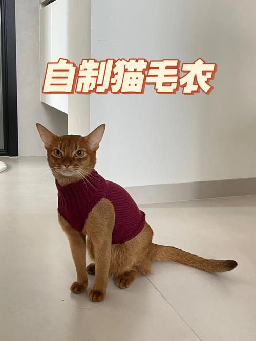 自制猫咪时尚风潮，简易又有趣的手工衣物教程