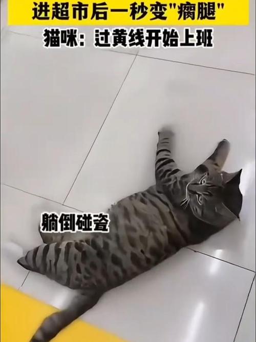 猫咪的瘸腿，一场突如其来的挑战与成长