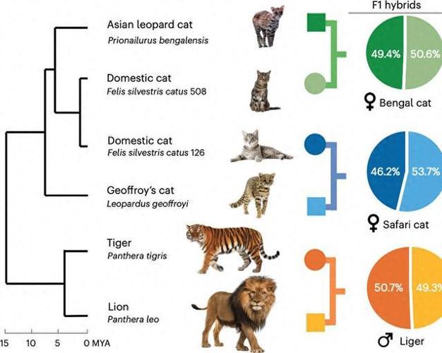 探索猫咪世界，从名字到性格的全貌