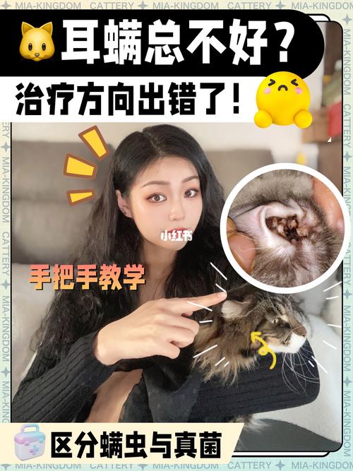 猫咪真菌感染的全面治疗指南