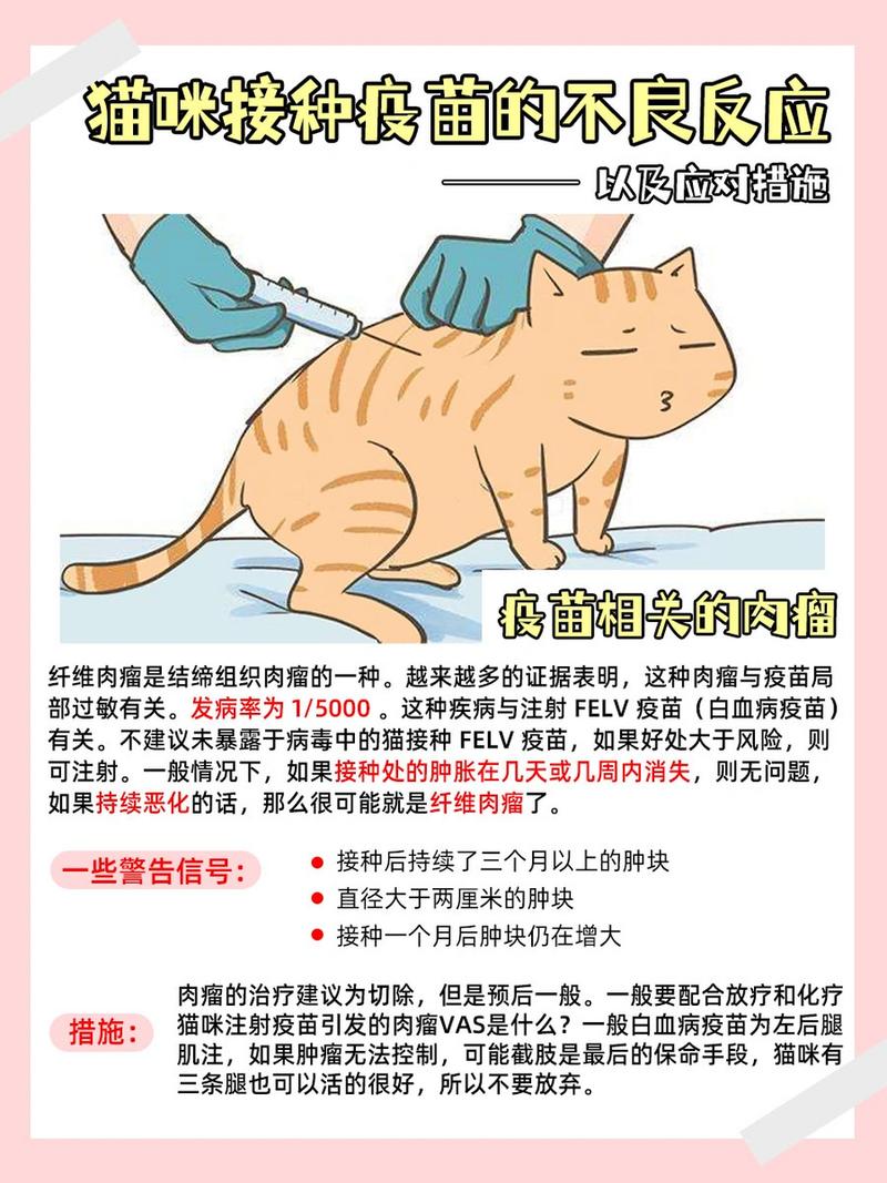 猫咪疫苗不良反应，如何有效应对