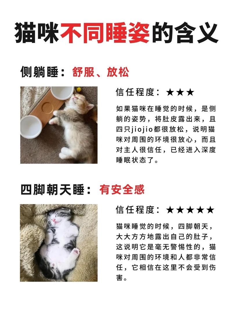 揭秘猫咪的睡眠习惯，为什么它们总是以一种慵懒的姿态睡觉？