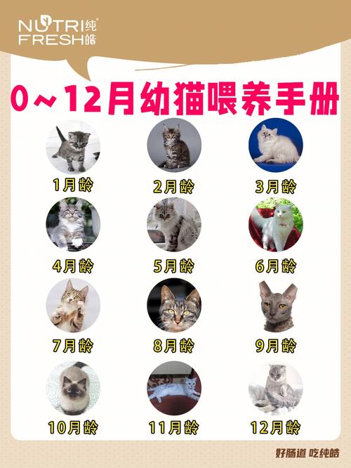 猫咪成长指南，从幼崽到成年