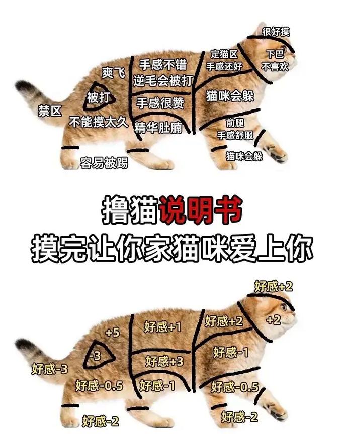 猫咪使用手册，让宠物生活更舒心