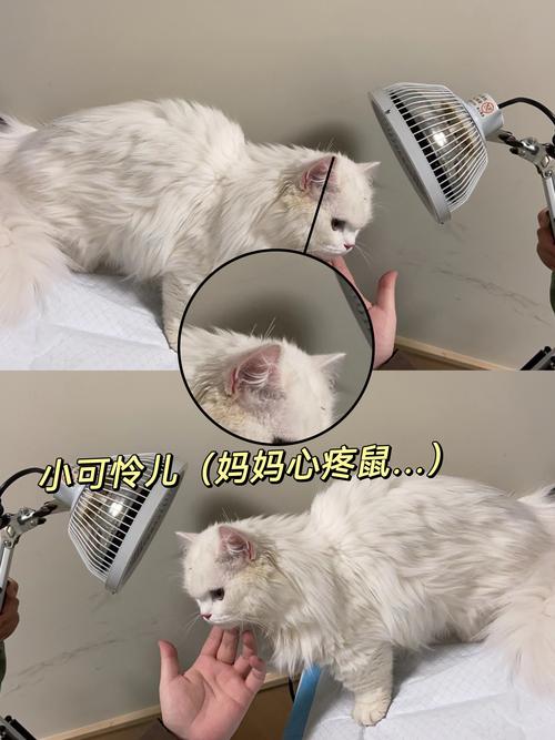 猫咪鼻炎，全面解析及其科学治疗方法