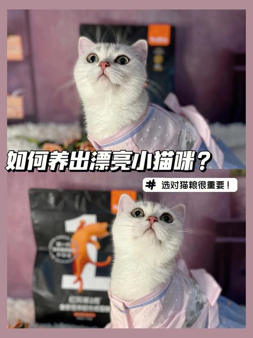 猫咪品牌，选择对它好，也是对自己好