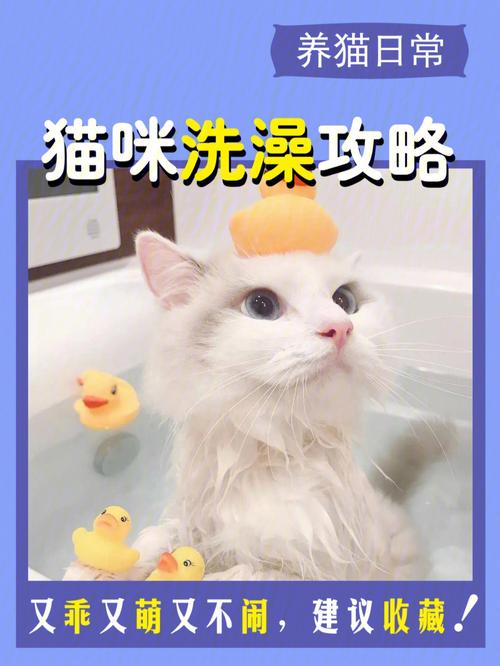 猫咪何时洗澡更健康