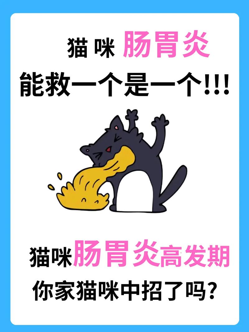 猫咪肠胃炎，如何让爱宠恢复活力